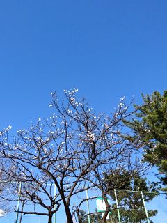 晴天に梅の花