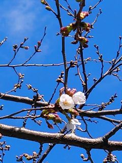 近くの桜の木は3輪咲き