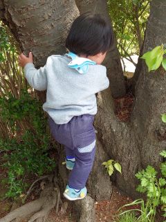 木登り挑戦中