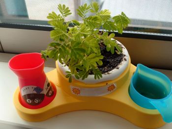 おじぎそう大きくなりました