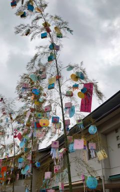 3週間遅れの七夕飾り