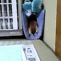 モモ尻娘。