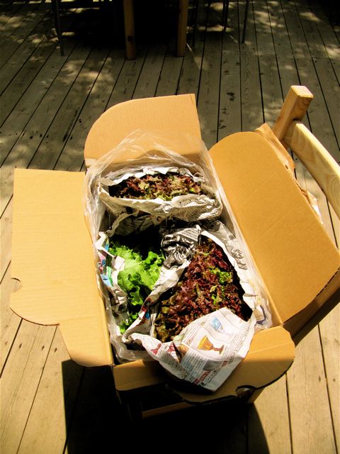 前島さんのレタス