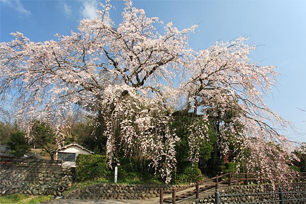 大原大しだれ桜