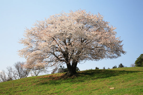 才尾の一本桜 2007