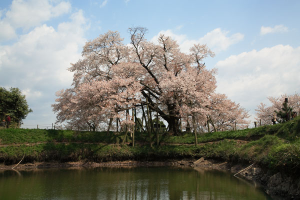 浅井の一本桜 2007