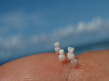 海菖蒲