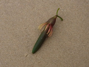 ヒルギの種