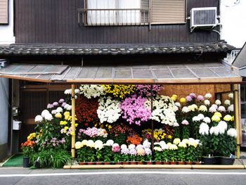 菊