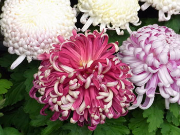 菊