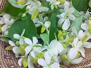 Ŧ¤ó¤À¡Ö¤É¤¯¤À¤ß¡×¤Î²Ö