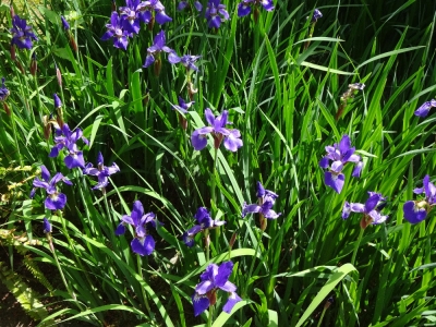 5月紫の花 ガーデンクリエイトのスタッフ ブログ