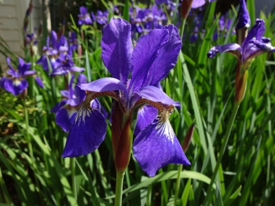 5月紫の花 ガーデンクリエイトのスタッフ ブログ