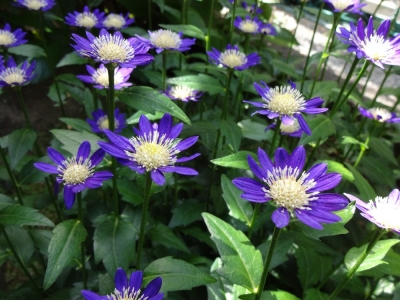 5月紫の花 ガーデンクリエイトのスタッフ ブログ