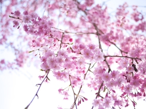 国立の枝垂れ桜