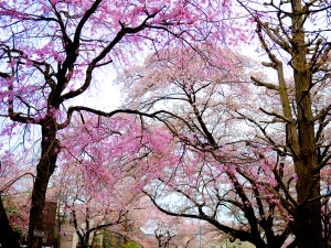 桜道