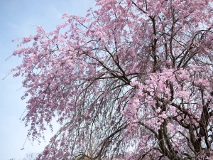枝垂れ桜13日