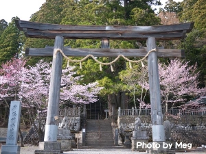 まだ桜・・・