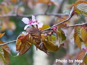 西行桜