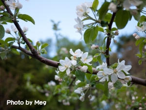 林檎の花
