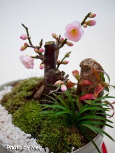 花梅1