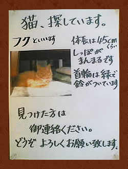 猫、探しています。見つけた方は御連絡ください。