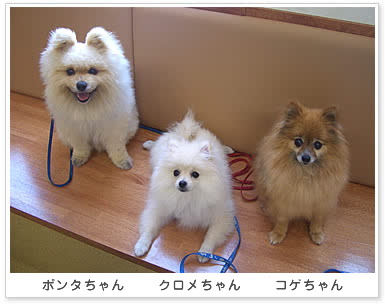 お友達の写真