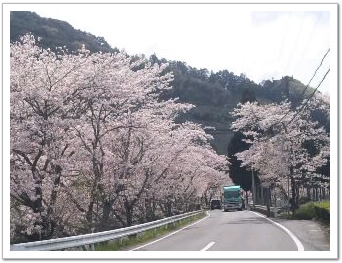 満開の桜