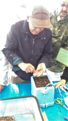 球根植え縦