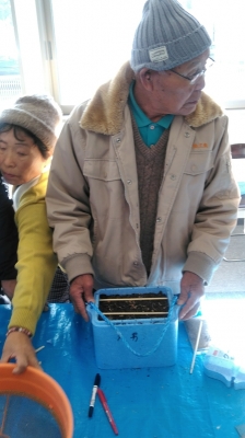 割りばし