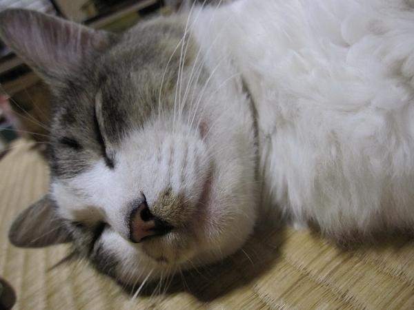 neko