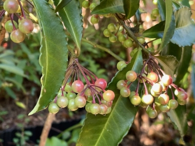 K*a様 掛井五郎　ブローチ 木箱入り 掛井五郎 ブローチ 木箱入り 掛井五郎さんのアトリエ ＆ 通販受付中
