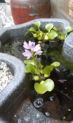 ホテイアオイ開花