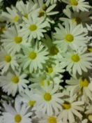 20090331224033.jpg