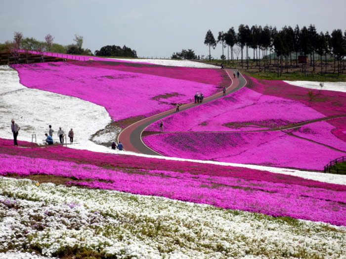 芝桜