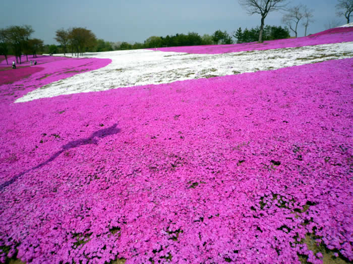 芝桜