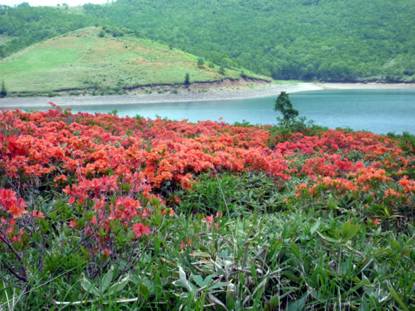 六合村