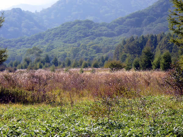 小田代原