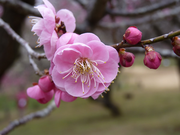 森林公園
