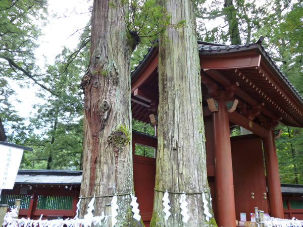 日光