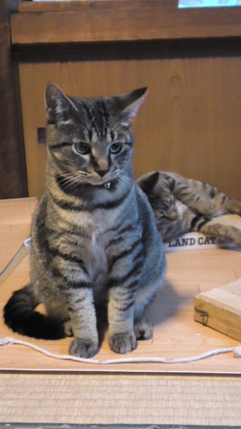 mini_151211_トラクン.jpg