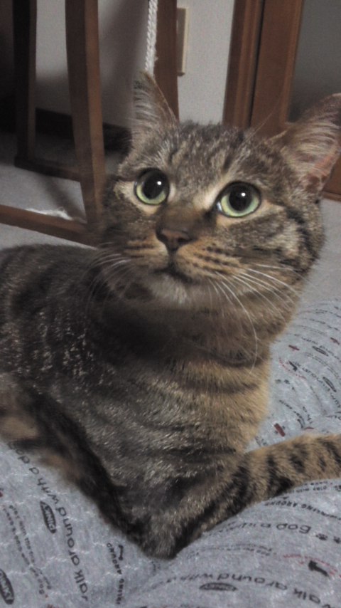 mini_151205_ラムです.jpg