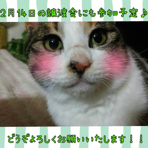 三毛 かぐちゃん.jpg