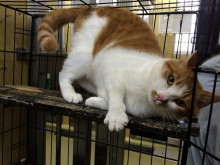 岩沼大人猫メス.jpg