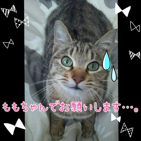ももちゃん.jpg