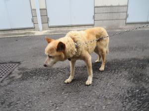 デイジーちゃん大崎老犬.jpg