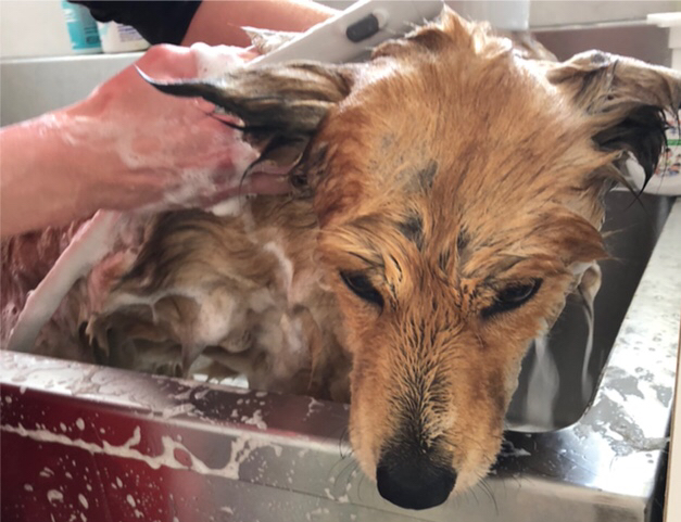 約、生後６ヶ月のオスの黒の柴犬です。里親に成ってくれる方を探してい ...