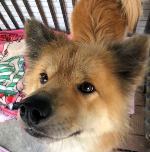 宮城県 犬猫里親探しの会 バトンタッチ