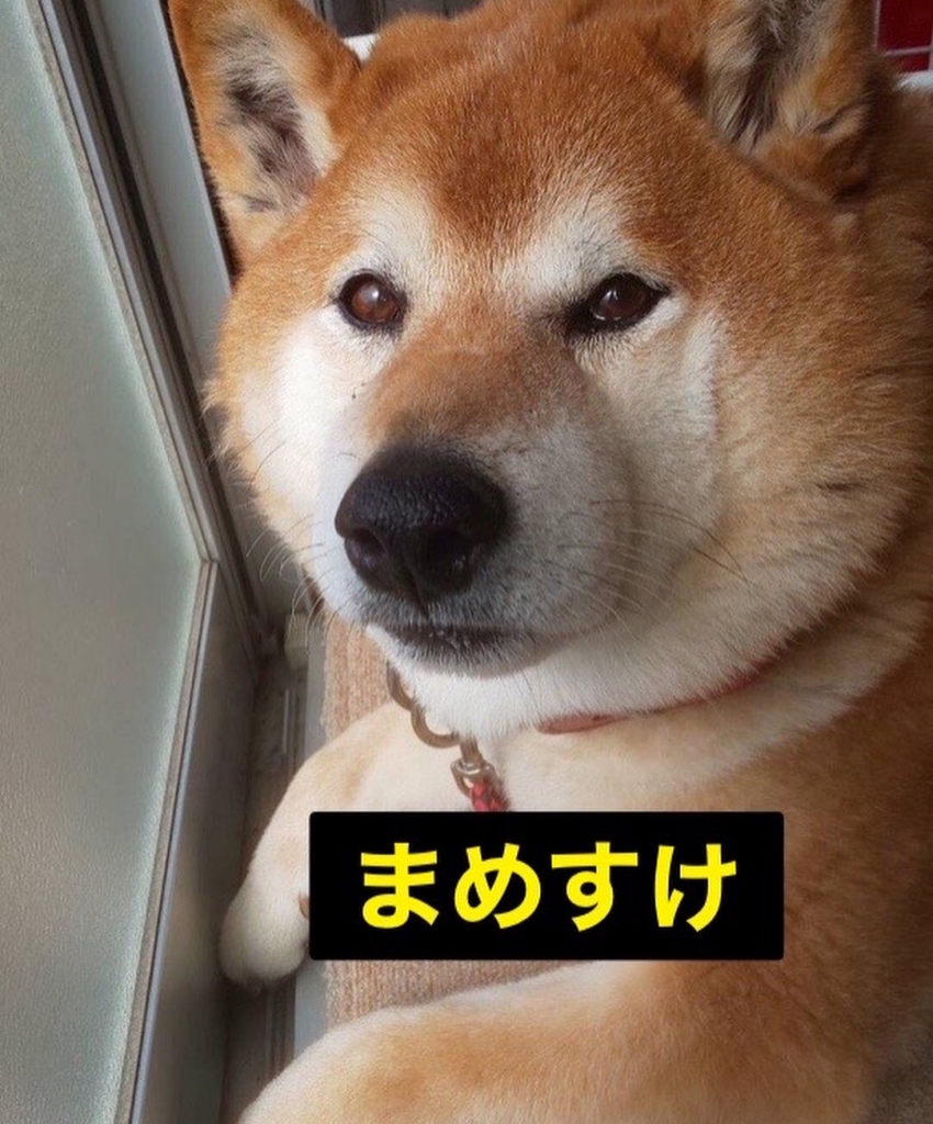 約、生後6ヶ月のオスの黒の柴犬です。里親に成ってくれる