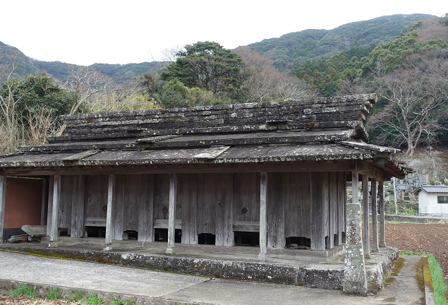 3分の1 巨大 屋久杉 天然 悩ま 丸太 大木
